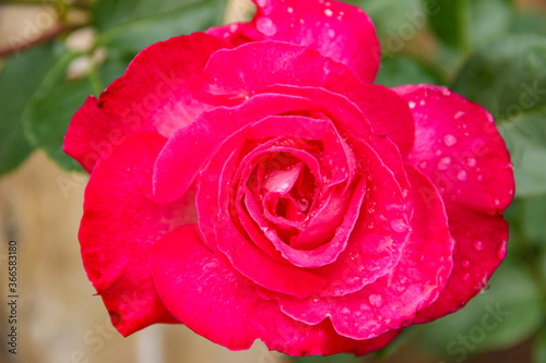 Beautiful blooming rose. Red fresh rose flower with water drops on petals. Symbol of love and romance.