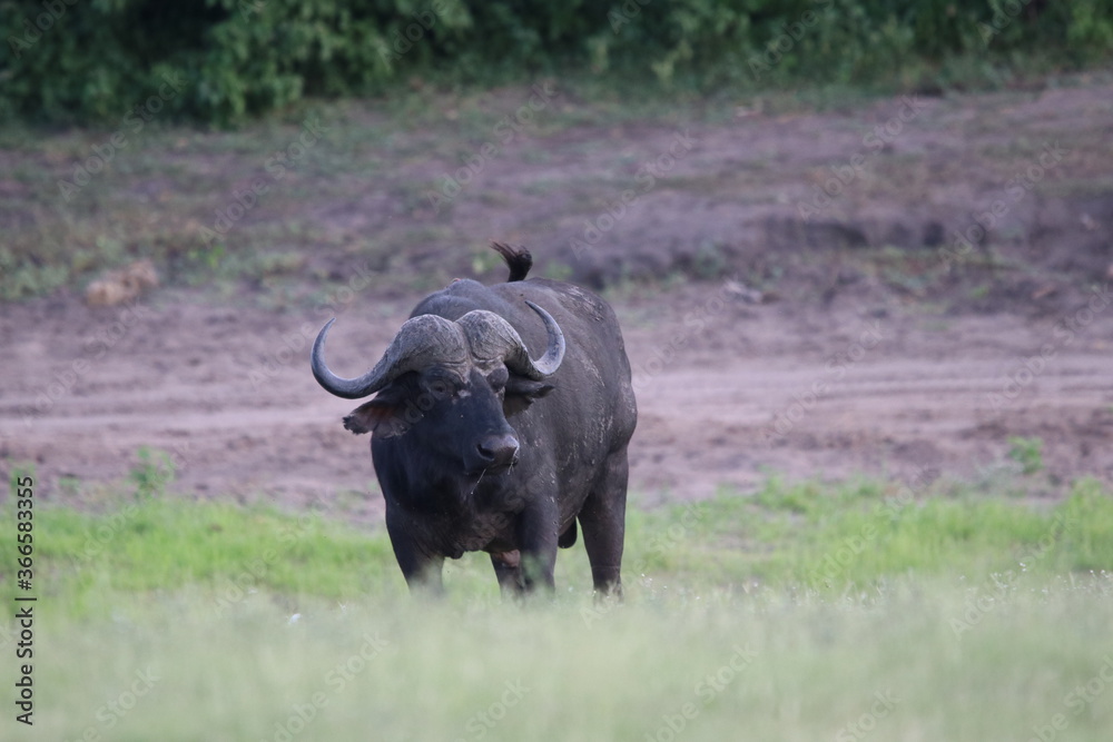 Fototapeta premium African Buffalo bathing in the Chobe River in Botswana