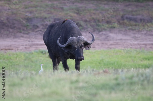 African Buffalo bathing in the Chobe River in Botswana