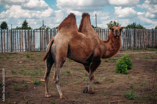 Domestic bactrian camel on the farm
