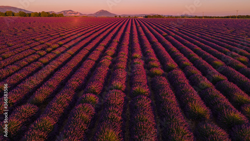 Wonderful lavender fields in France - natrure photography photo