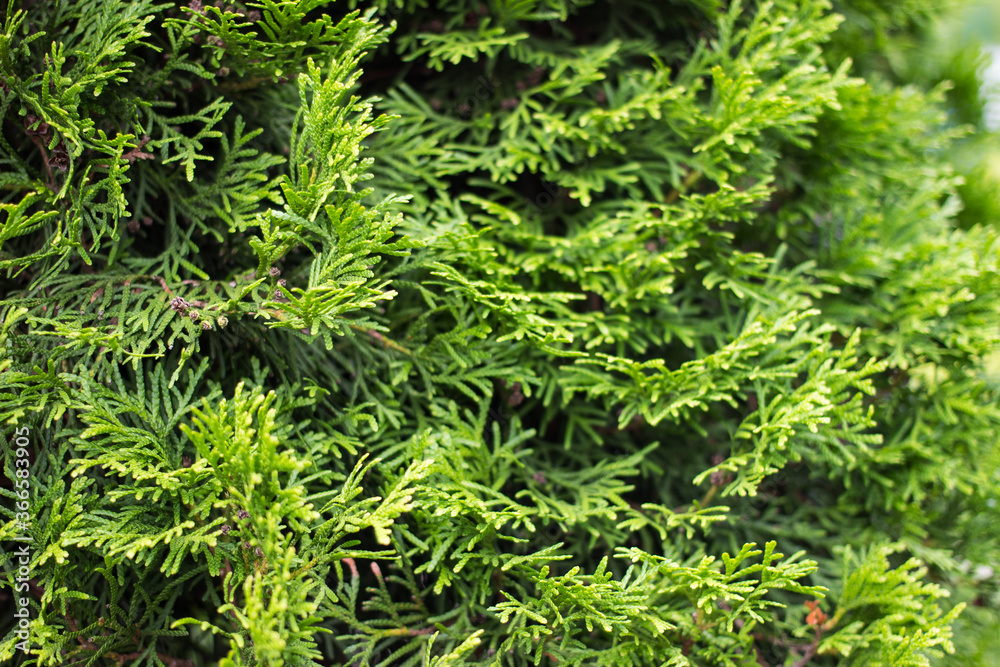 Natural green background. Green foliage of thuja tree. Natural green background. Green foliage of thuja tree.
