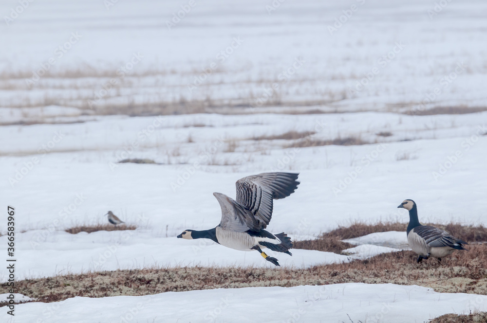 Barnacle Geese (Branta leucopsis) in Barents Sea coastal area, Russia Barnacle Geese (Branta leucopsis) in Barents Sea coastal area, Russia