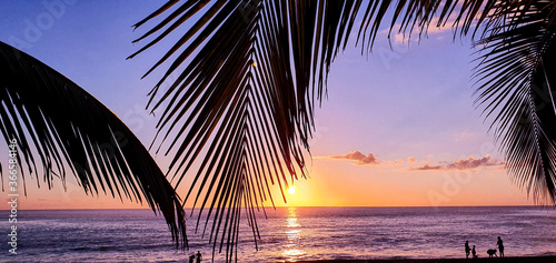 palm trees at sunset on the beach