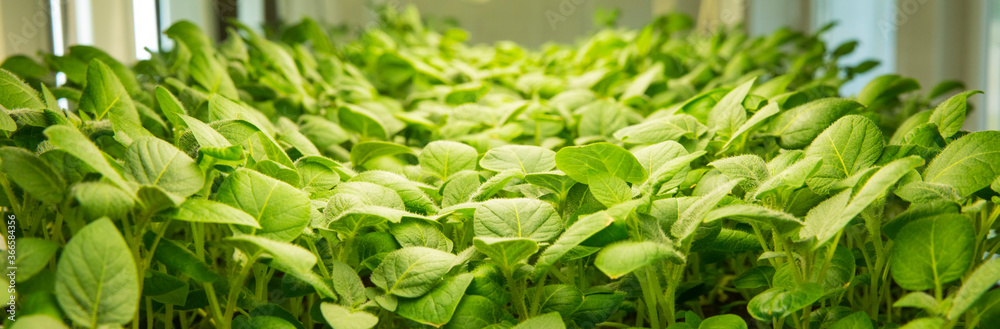 Sprouts of different plants in a greenhouse in pallets. The topic of business in the agronomy industry. Food growing industry for sale. Eco products without gmo Sprouts of different plants in a greenhouse in pallets. The topic of business in the agronomy industry. Food growing industry for sale. Eco products without gmo