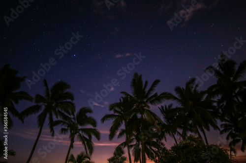 palm trees on the beach at night