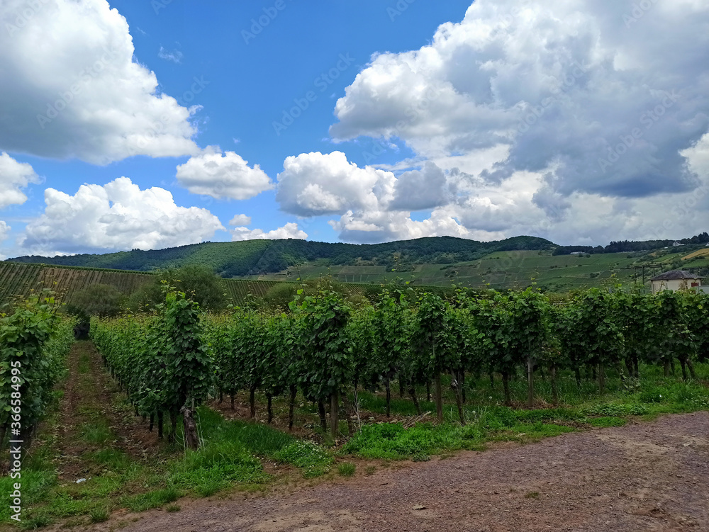Blick auf die schöne Landschaft im Weinanbaugebiet der Mosel in Rheinland Pfalz - 
View of the beautiful landscape in the wine growing region of the Moselle in Rhineland Palatinate