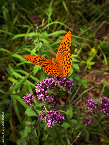 A yellow butterfly on a flower