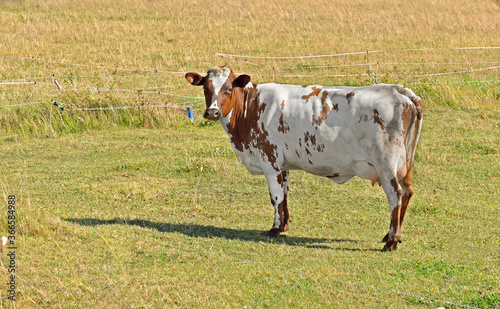 Funny Finnish Ayrshire cow in meadow. Aland Islands photo