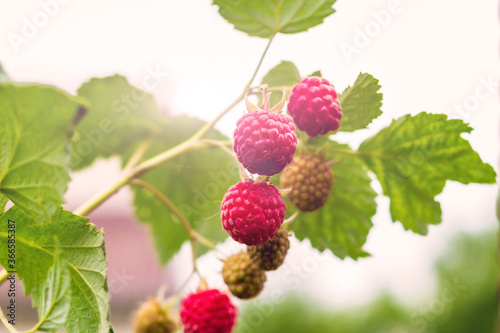 raspberries on a branch in the sun