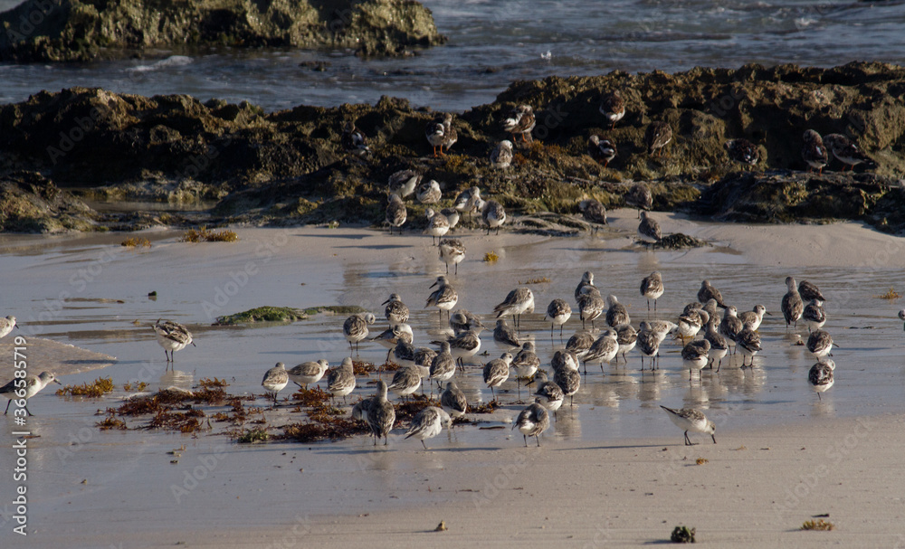 Caribbean. Group of Calidris alba, also known as Sanderlings, in the sand shore.