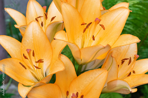 flower, yellow, nature, Lily, orange, background, real, close-up, green, blurred, blank, floral