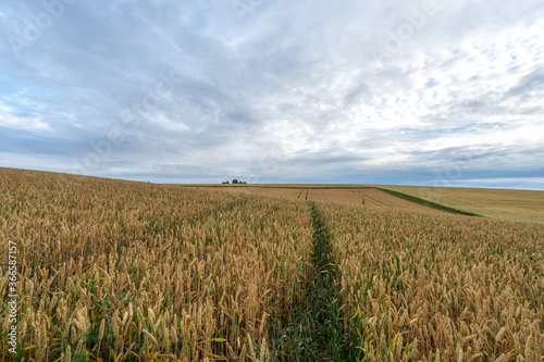 Wheat field