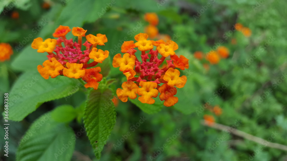 Beautiful Lantana camera macro shot 