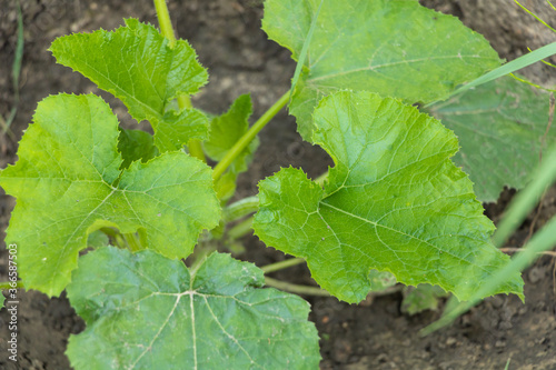 Zucchini young leaves. Growing zucchini at home in the garden