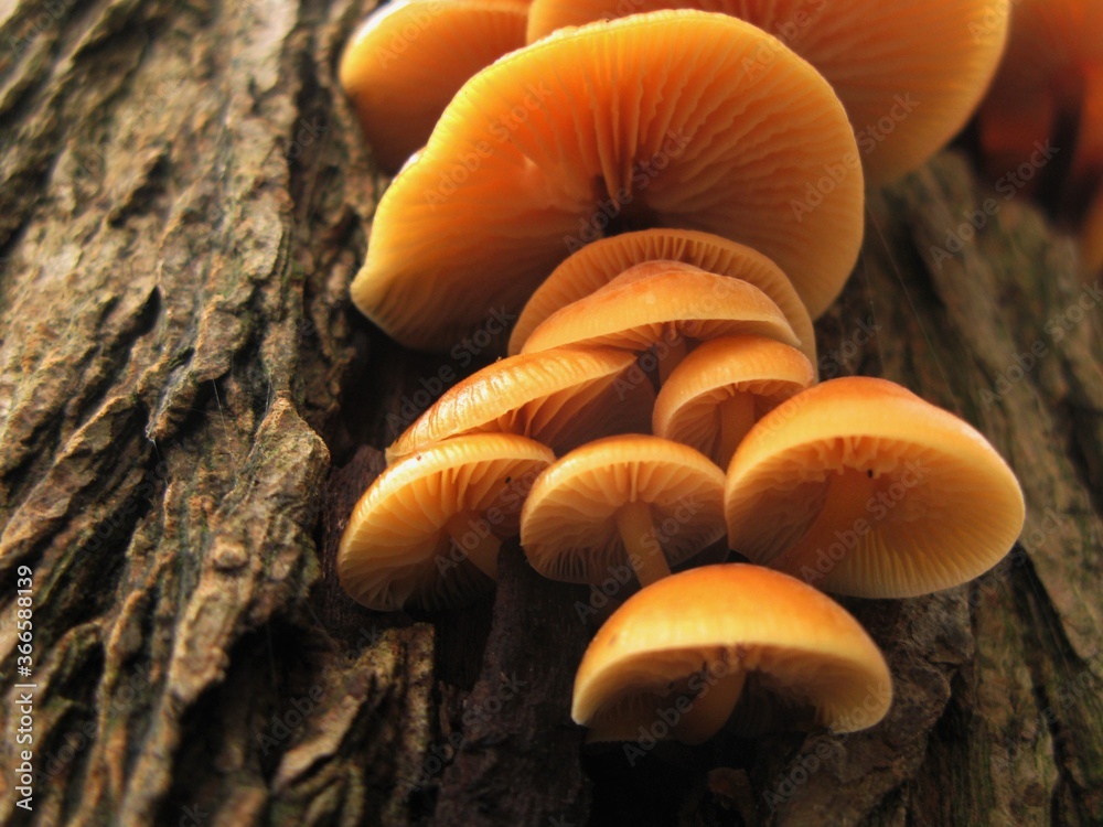 Enoki (Flammulina velutipes) - wild mushrooms known as Enokitake in Japanese cuisine