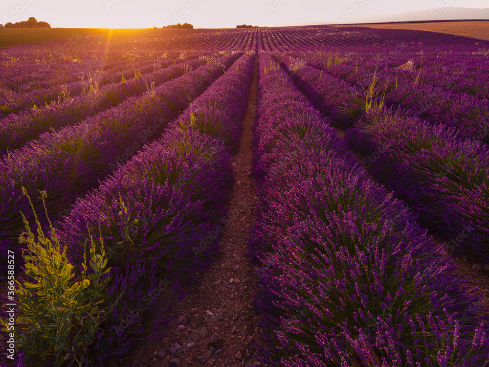 Fototapeta premium Pola lawendy w Valensole Provence we Francji - fotografia podróżnicza