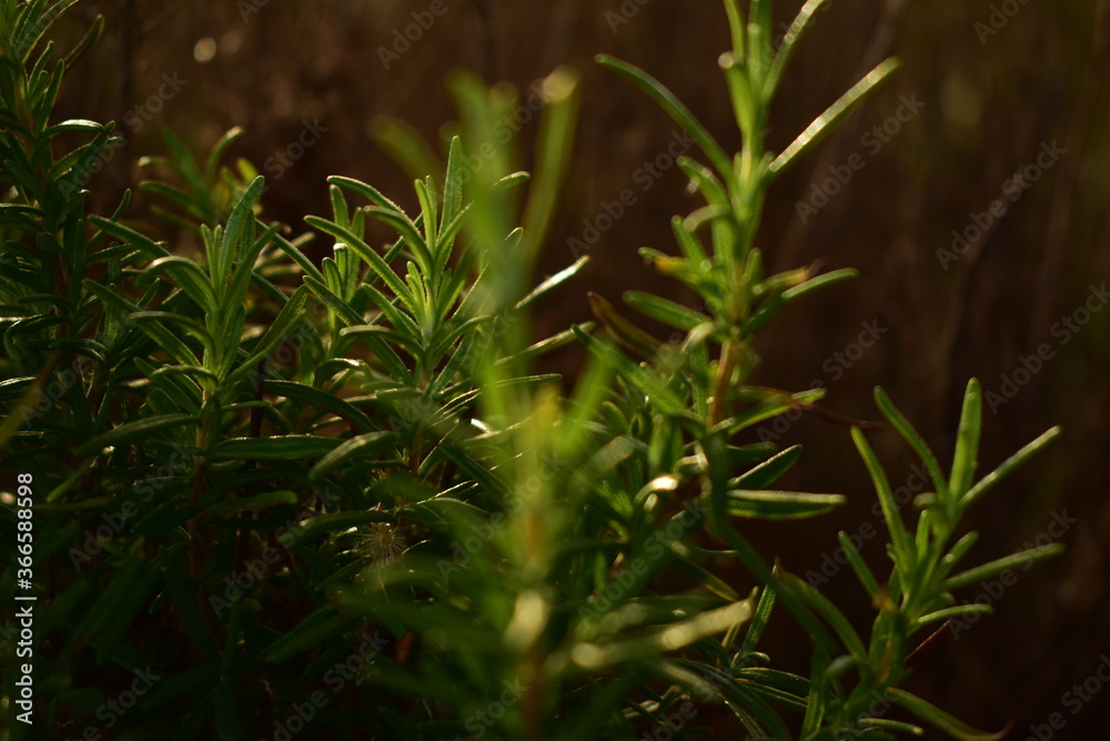green grass in the forest green grass in the forest