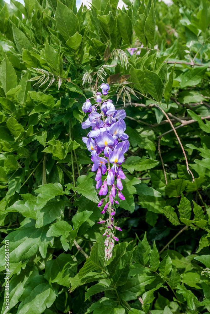 Chinese Wisteria (Wisteria sinensis) in park, Crimea Chinese Wisteria (Wisteria sinensis) in park, Crimea