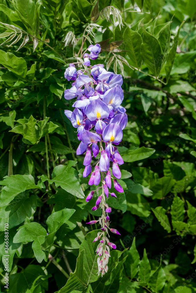 Chinese Wisteria (Wisteria sinensis) in park, Crimea Chinese Wisteria (Wisteria sinensis) in park, Crimea