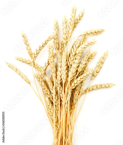 Wheat ears on white background, isolated. The view from top
