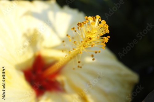 Macroligth