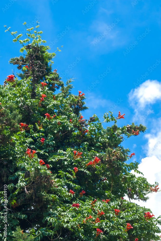 Trumpet Vine (Campsis radicans) in park, Crimea Trumpet Vine (Campsis radicans) in park, Crimea
