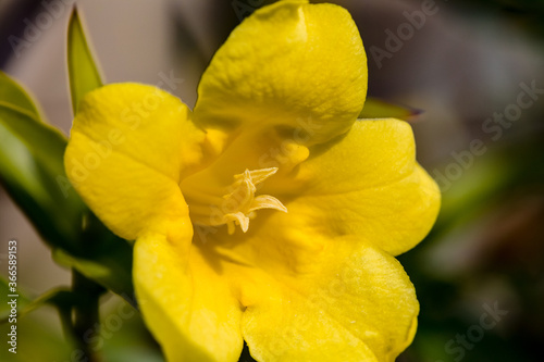 Beautiful spring nature. Top view of Crocus Chrysanthus Goldilocks yellow flower