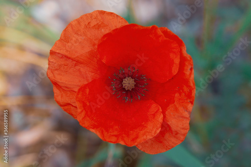 Macro top shot of an orange "Poppy" in soft focus and with motion blur in the background.