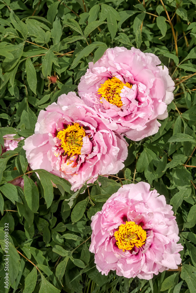 Obraz premium Moutan Tree Peony (Paeonia suffruticosa) in park