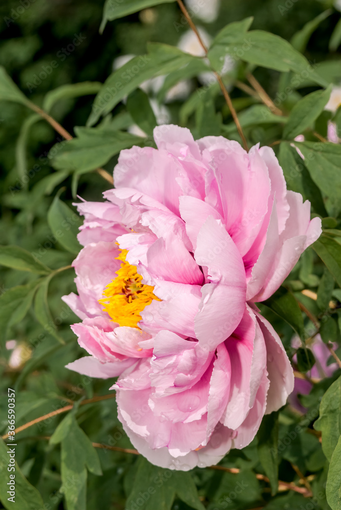 Moutan Tree Peony (Paeonia suffruticosa) in park Moutan Tree Peony (Paeonia suffruticosa) in park