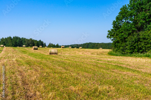 summer field with haystacks in central Russia