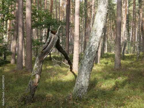 Forest scenery with a broken tree, Puszcza Darzlubska, Poland