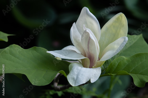 Late Magnolia Blossom