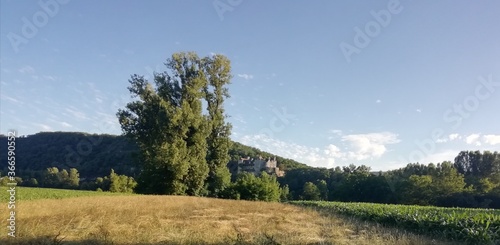 paysage de culture de maïs en France en été