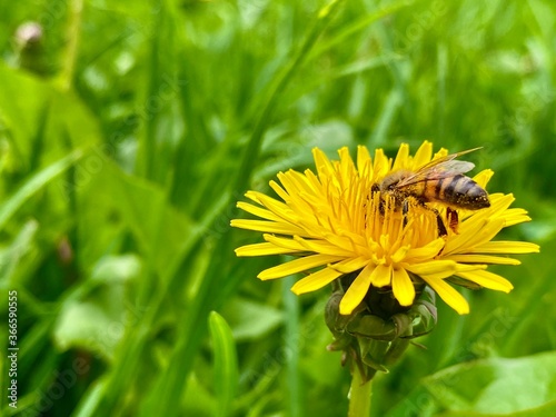 you will bee