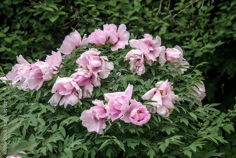 Moutan Tree Peony (Paeonia suffruticosa) in park Moutan Tree Peony (Paeonia suffruticosa) in park