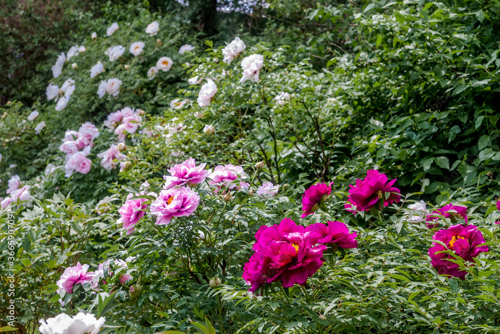 Moutan Tree Peony (Paeonia suffruticosa) in park Moutan Tree Peony (Paeonia suffruticosa) in park