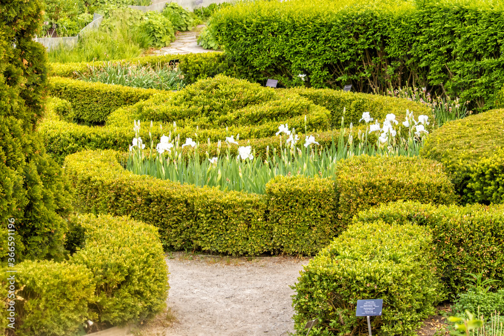 Hedge Design with White Irises