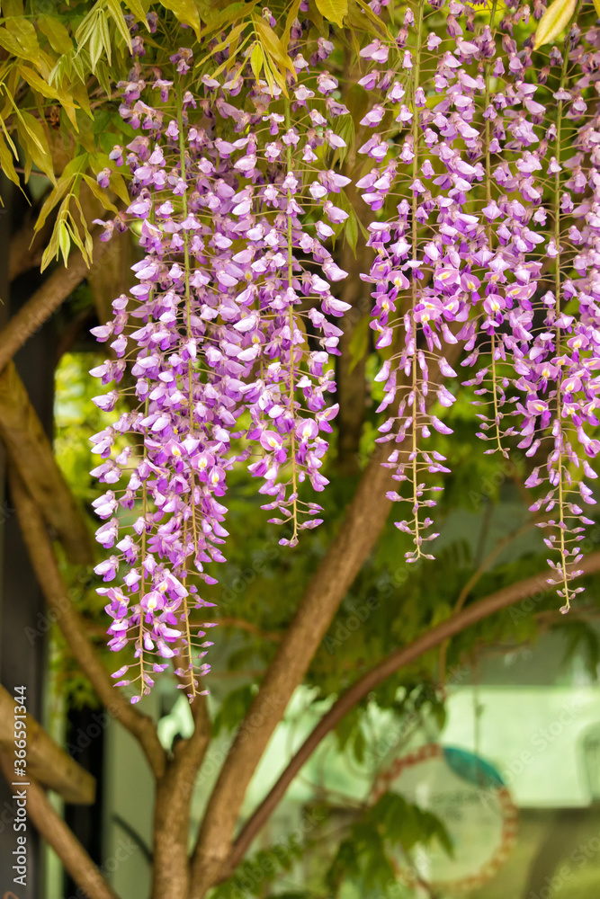 Closeup of Wisteria Blossoms