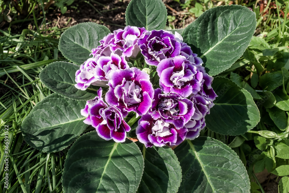 Obraz premium Gloxinia (Sinningia speciosa) in greenhouse