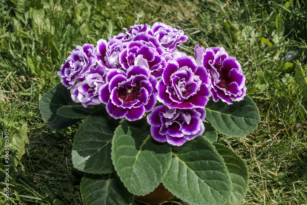 Gloxinia (Sinningia speciosa) in greenhouse Gloxinia (Sinningia speciosa) in greenhouse