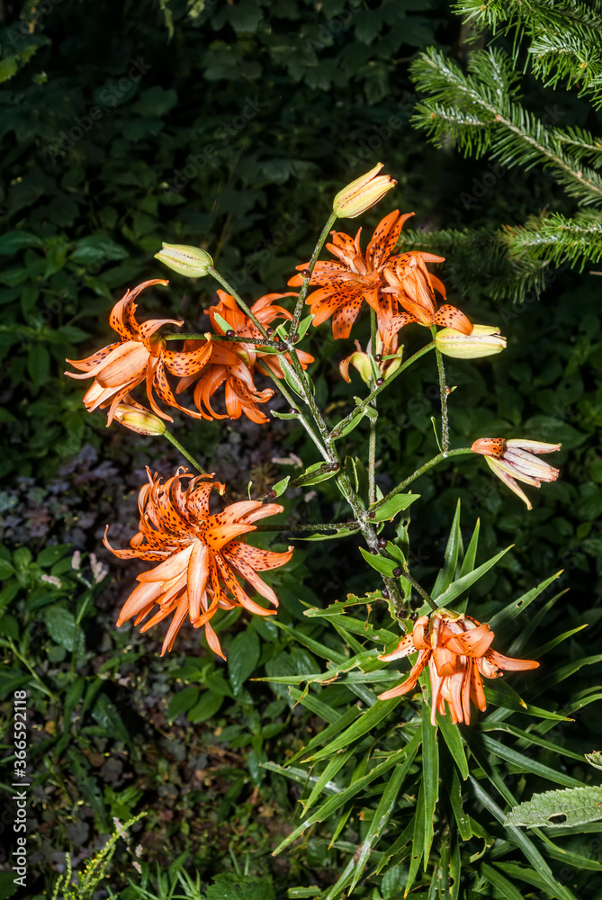Double Tiger Lily (Lilium lancifolium) in garden, Central Russia Double Tiger Lily (Lilium lancifolium) in garden, Central Russia