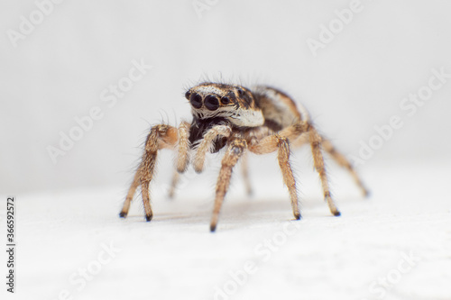 spider on plain white background