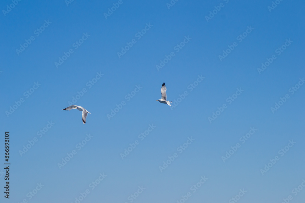 Evia island, Greece - June 28. 2020: Sea gull in a natural environment 