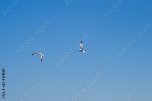 Evia island, Greece - June 28. 2020: Sea gull in a natural environment 