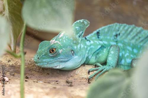 lizard on a tree