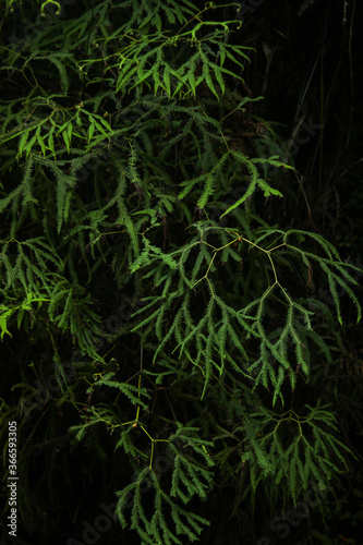 green abstract plants