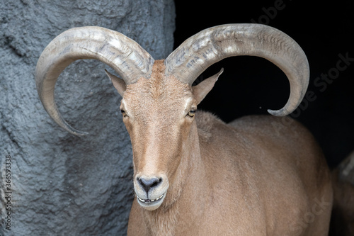 close up of a goat