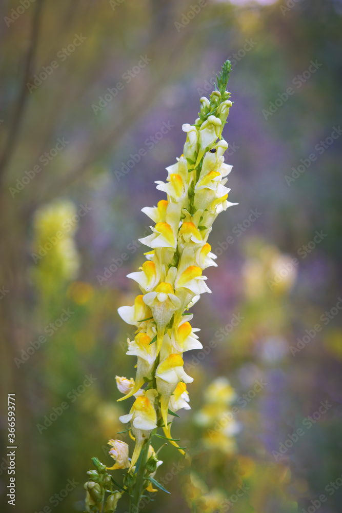 Yellow flowers on a blurred natural green background. Abstract floral background. Yellow flowers on a blurred natural green background. Abstract floral background.